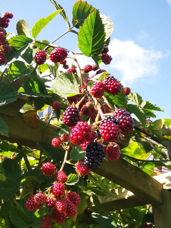 Foto 33 van Hélène Swarthstraat 26