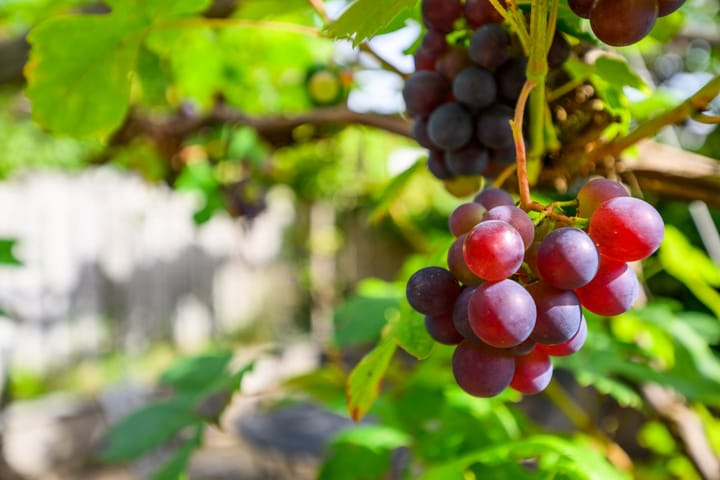 Foto 11 van Gerard Doustraat 13