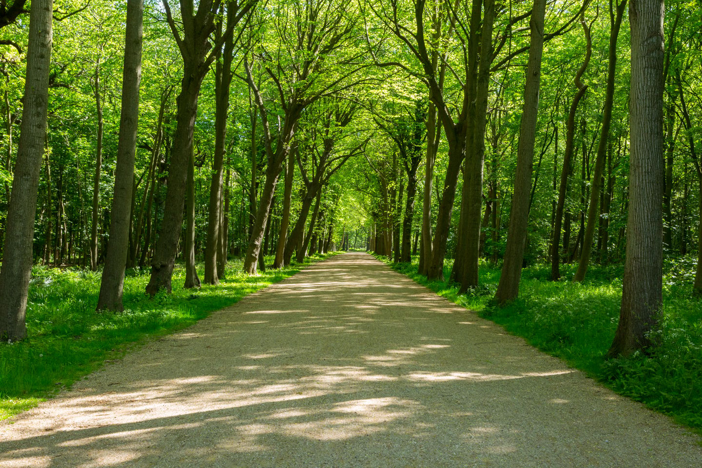 Photo 44 of Vlaamse Gaai 7