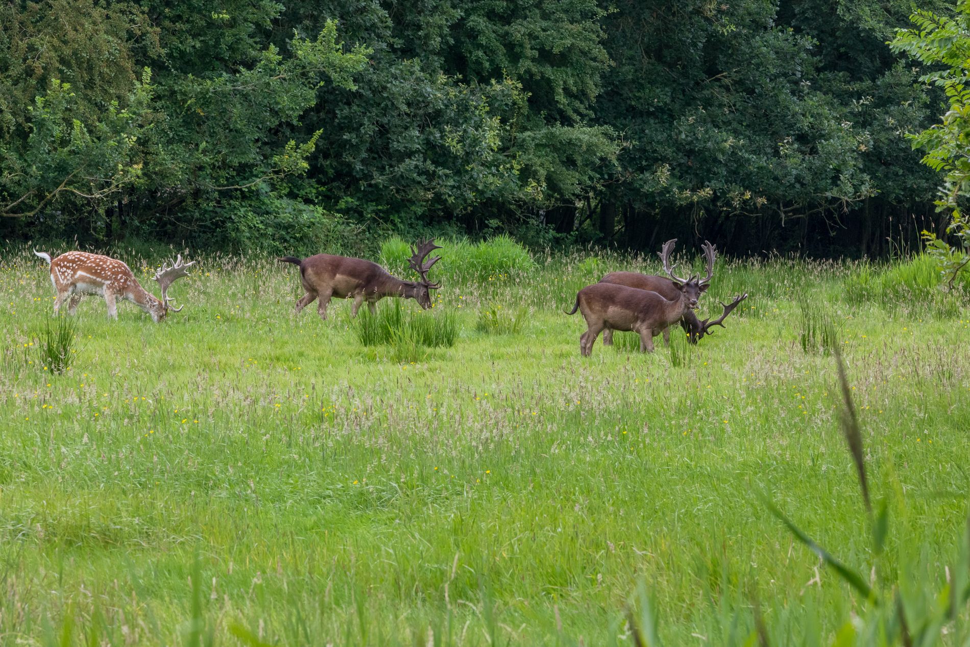Photo 45 of Vlaamse Gaai 7
