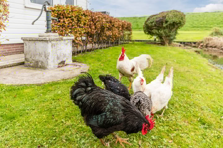 Foto 38 van Nauerna 20