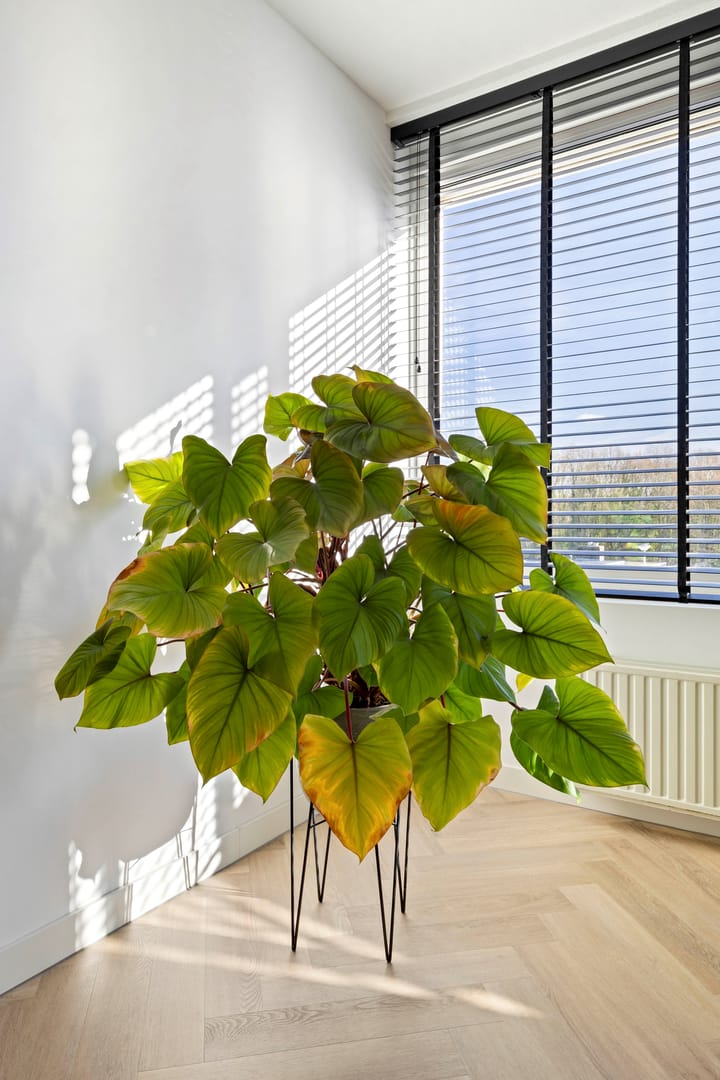 Foto 52 van De Kommert 36