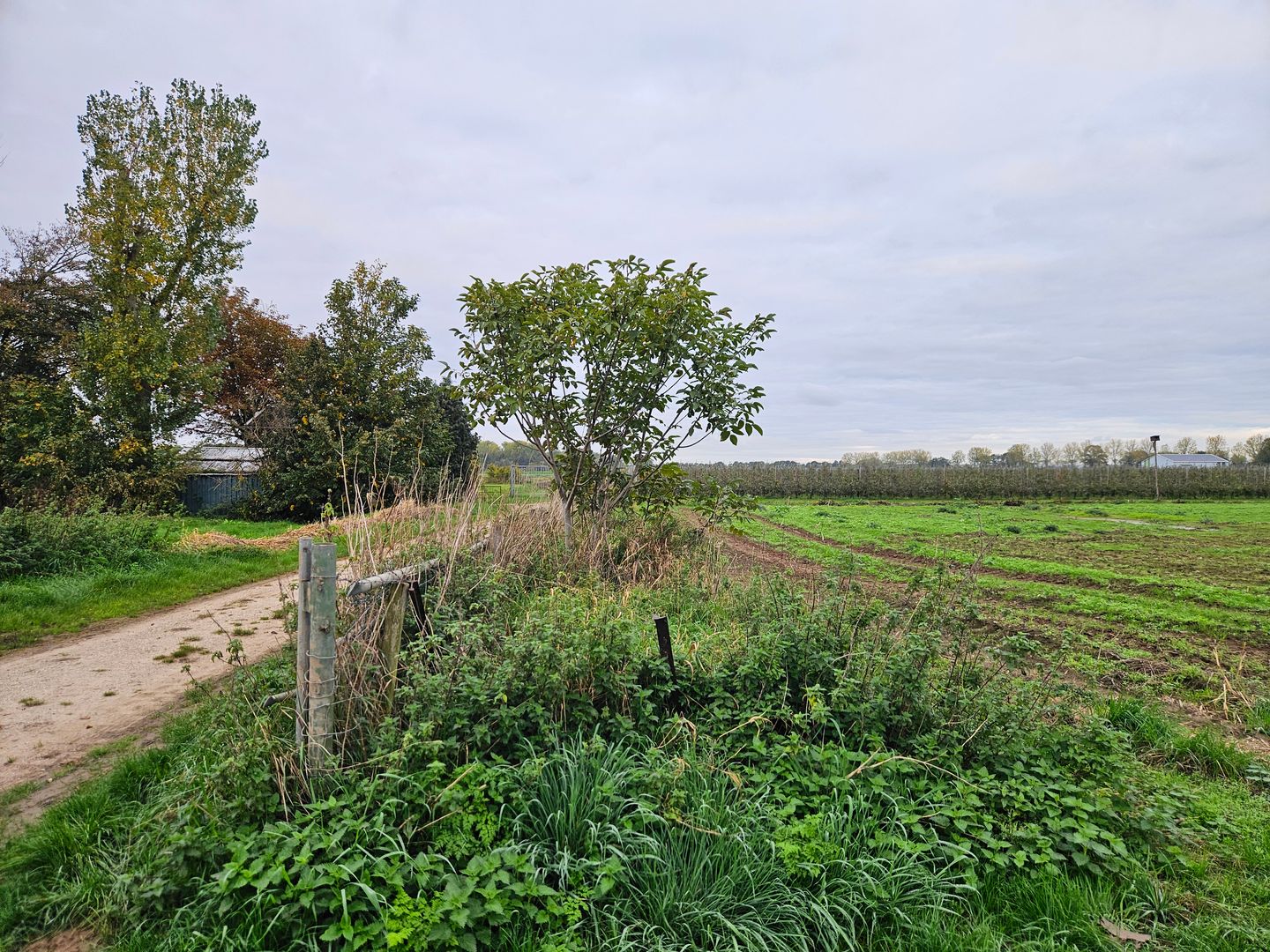 View photo 4 of Percelen achter Maasdijk