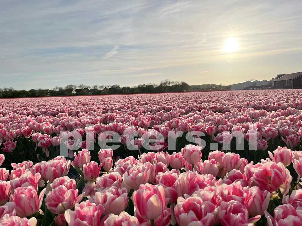 Foto 44 van Wierbalg 1981