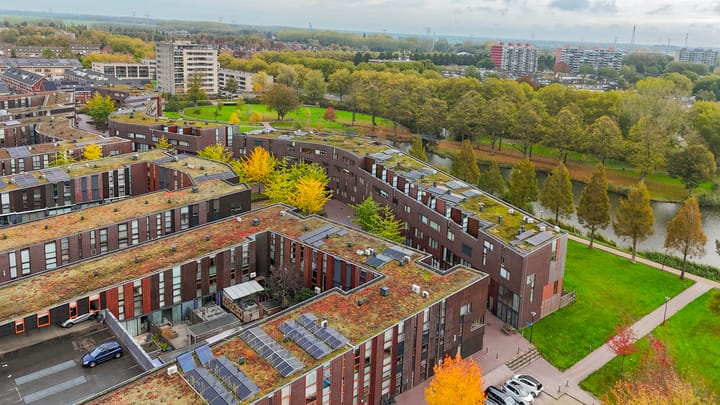 Foto 32 van Kokardebloem 50