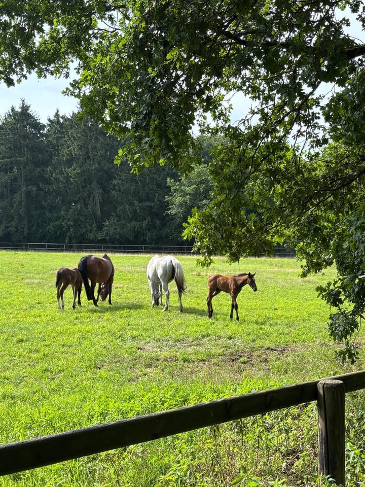 Foto 52 van Erfgooiersweg 28