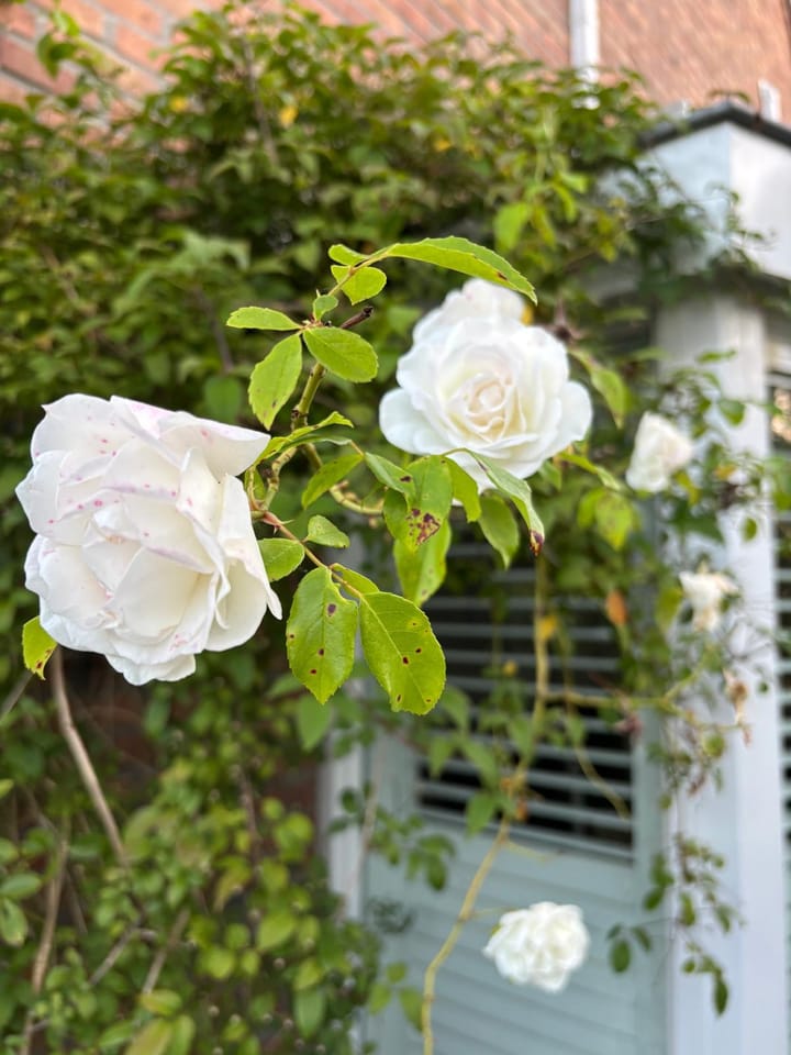 Foto 53 van Erfgooiersweg 28