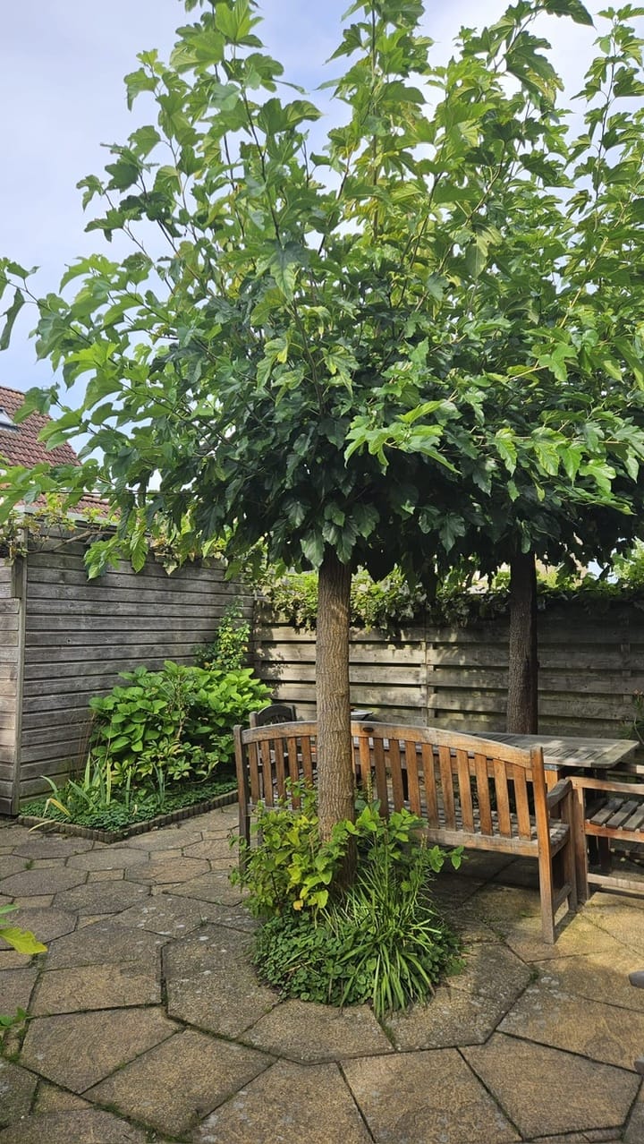 Foto 15 van Wollegras 11