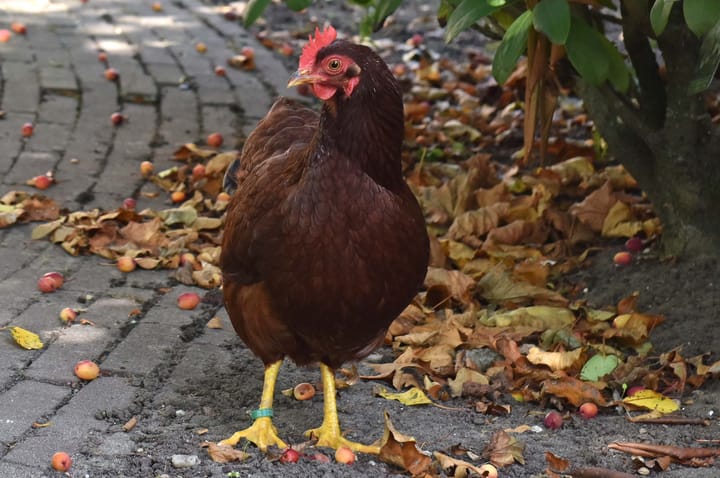 Photo 65 of Breudijk 43