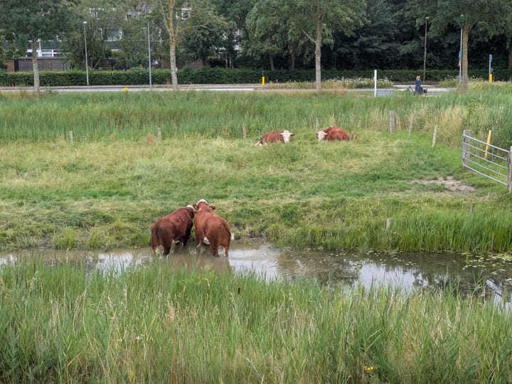 Foto 61 van Mooiland 12