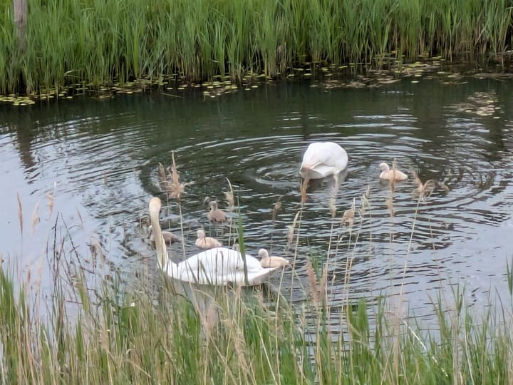 Foto 62 van Mooiland 12