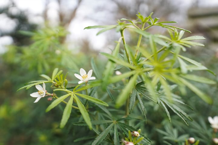 Foto 56 van van Goltsteinstraat 24