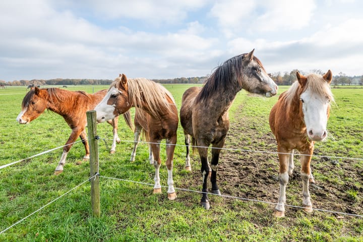 Foto 49 van Kloostereind 5