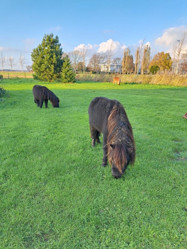 Photo 54 of Schrijversdijk 4-A