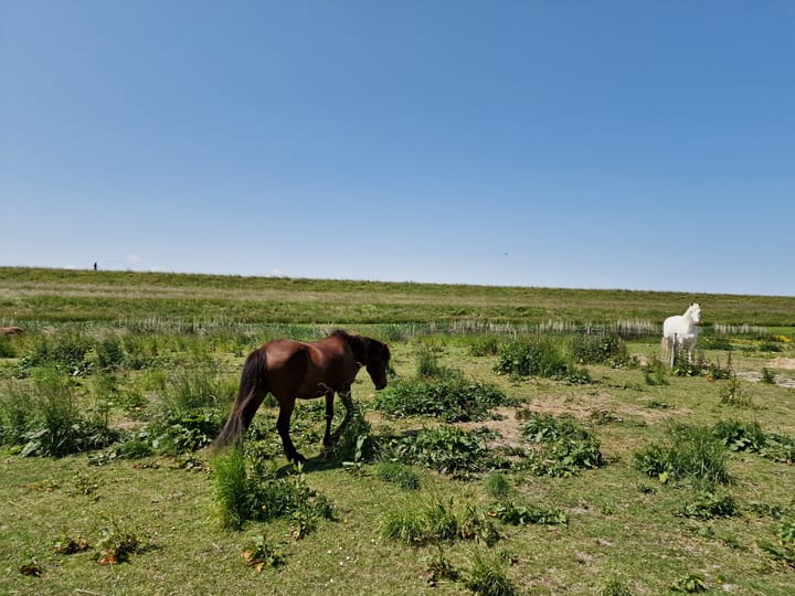 Foto 23 van Proefpolder 4-51