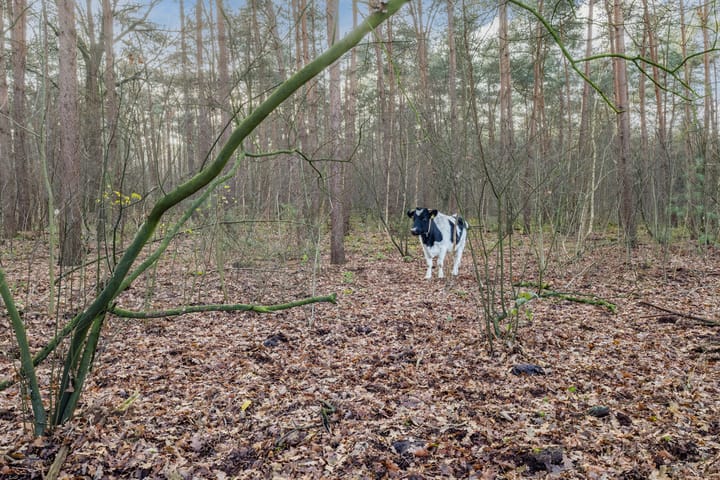 Foto 31 van Vijfsprongweg 30