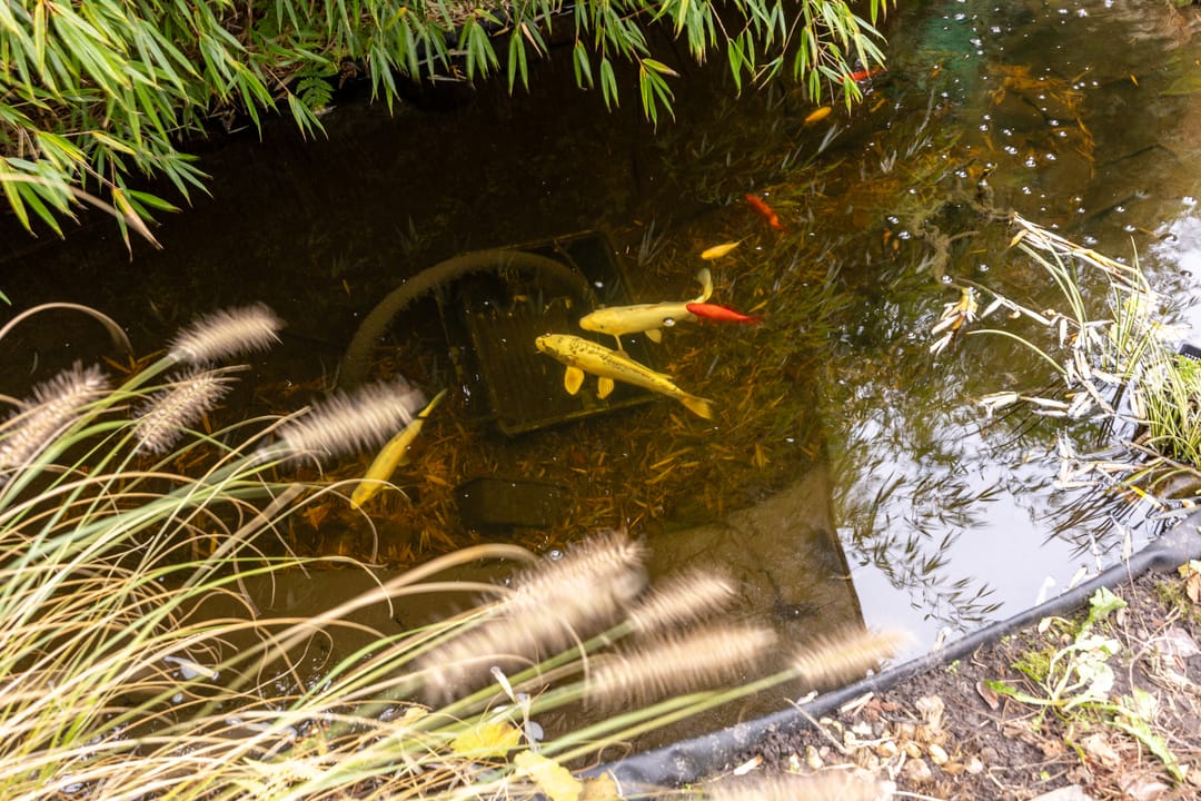 Foto 41 van Bohemen 55