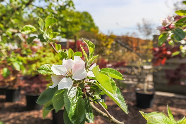 Foto 40 van Borgercompagniesterstr 1