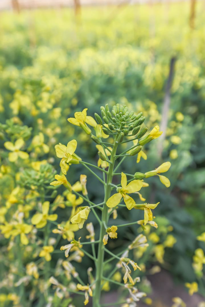 Foto 108 van Borgercompagniesterstr 1