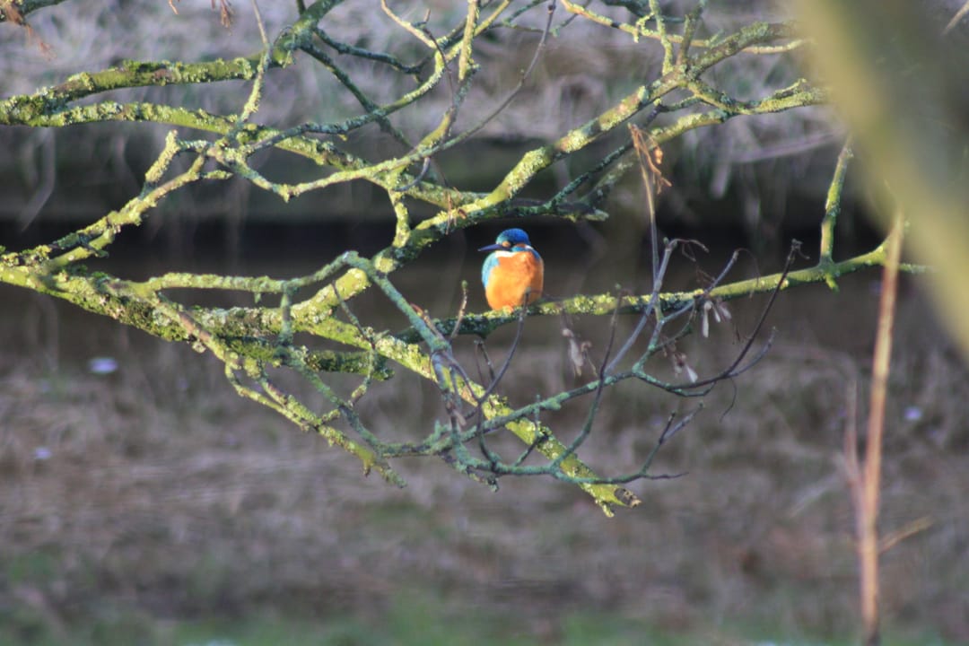 Foto 112 van Borgercompagniesterstr 1