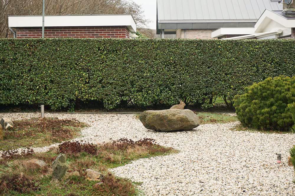 Photo 26 of Parnassia 34