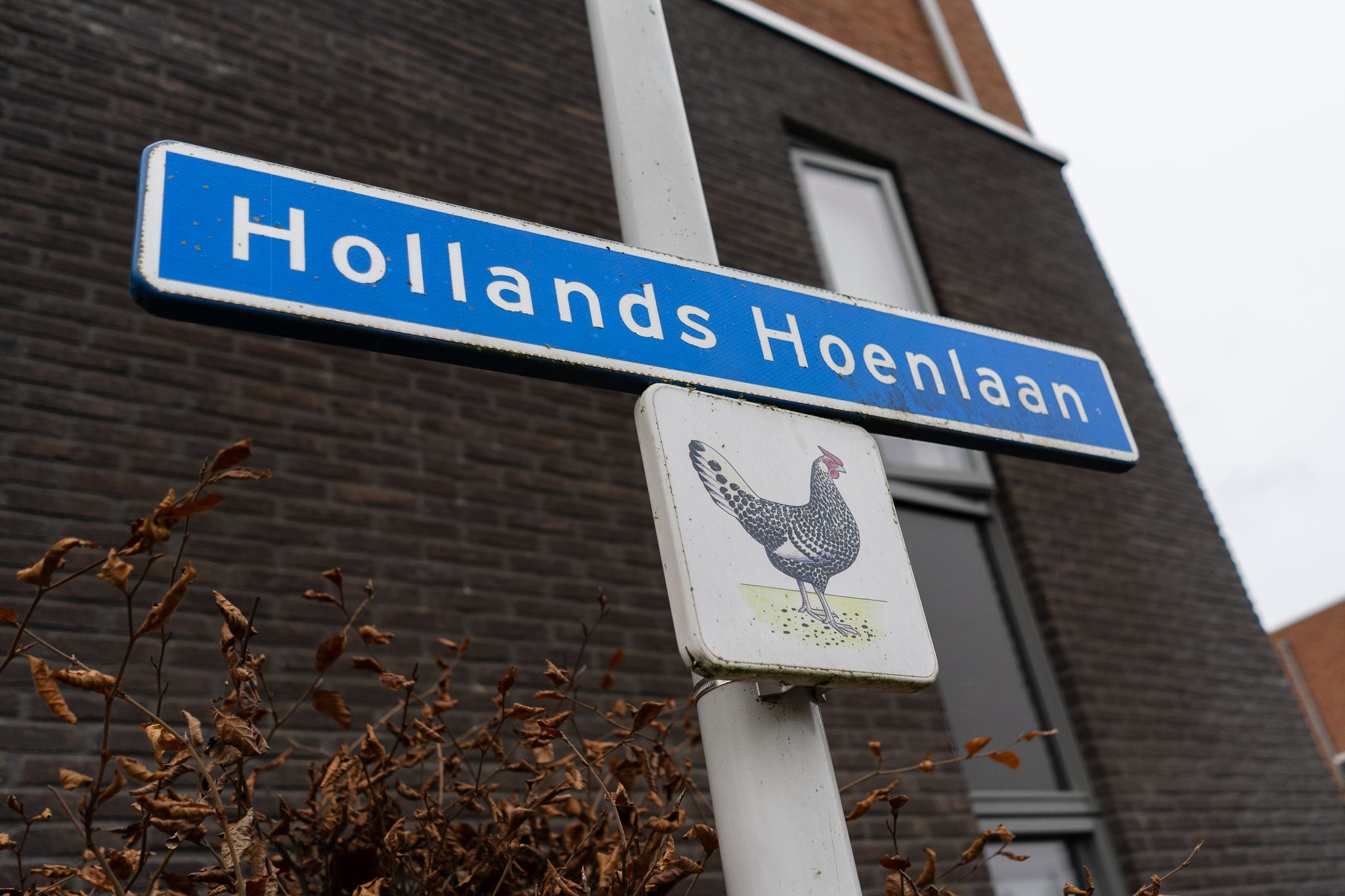 Photo 60 of Hollands Hoenlaan 39