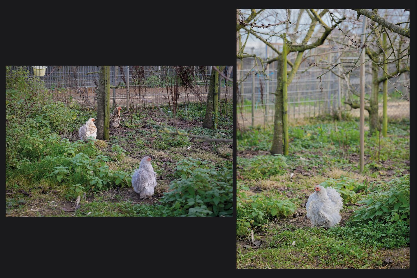 Foto 50 van Meerenstraat 7-B