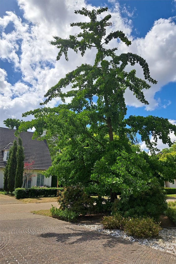 Foto 66 van De Scheifelaar 227