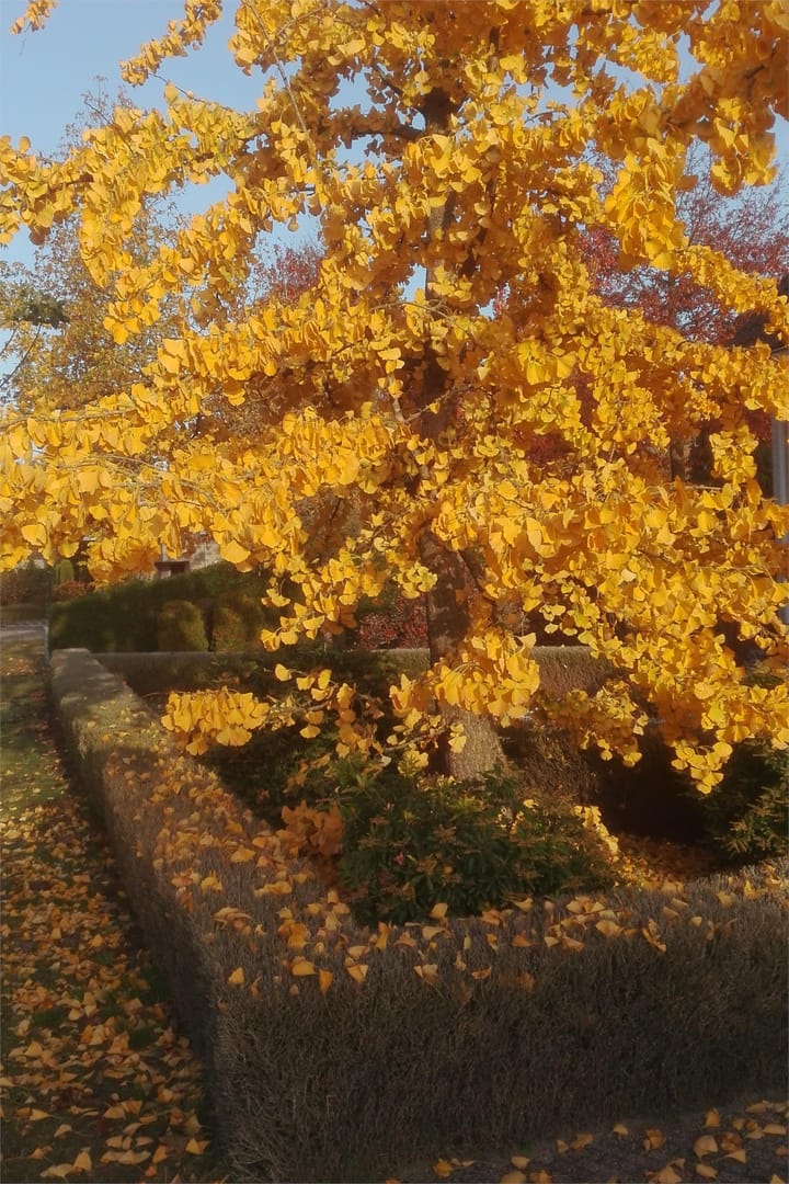 Foto 67 van De Scheifelaar 227