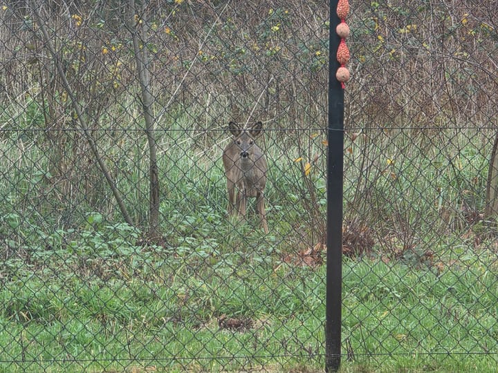 Foto 45 van Steenuildreef 7