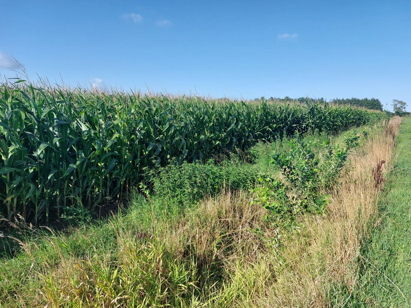Bekijk foto 3 van Holterbergsestraat