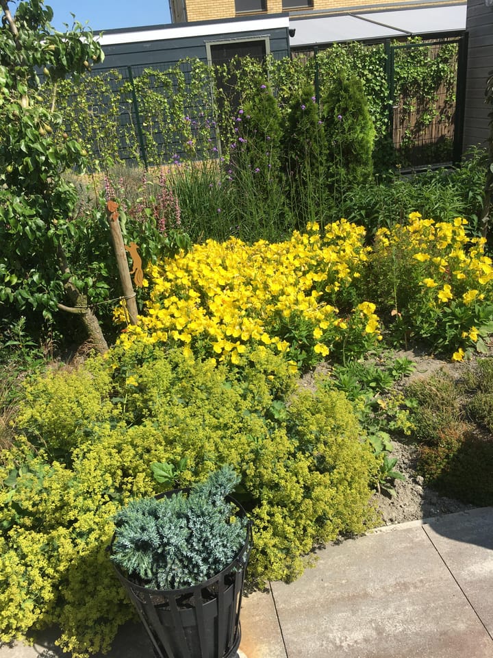 Foto 64 van Witrikstraat 8