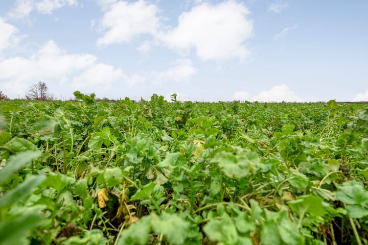 Foto 55 van Derde Kruisdiep WZ 4