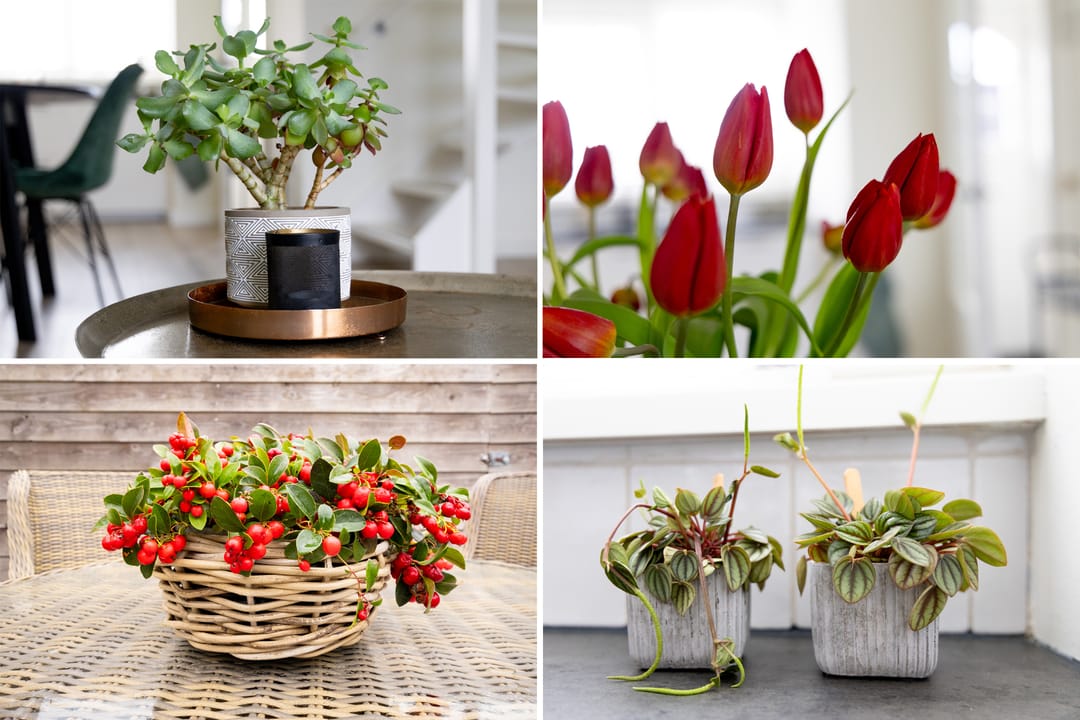 Photo 17 of Nes 214-A