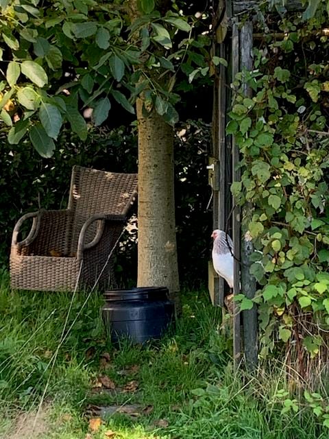 Foto 41 van Boekelterweg 16