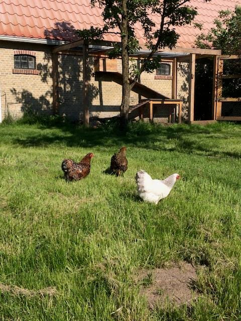 Foto 42 van Boekelterweg 16