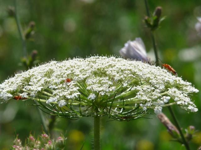 Foto 61 van Boekelterweg 16