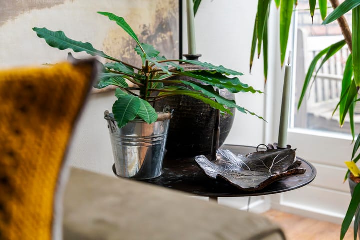 Photo 4 of Lavendel 4