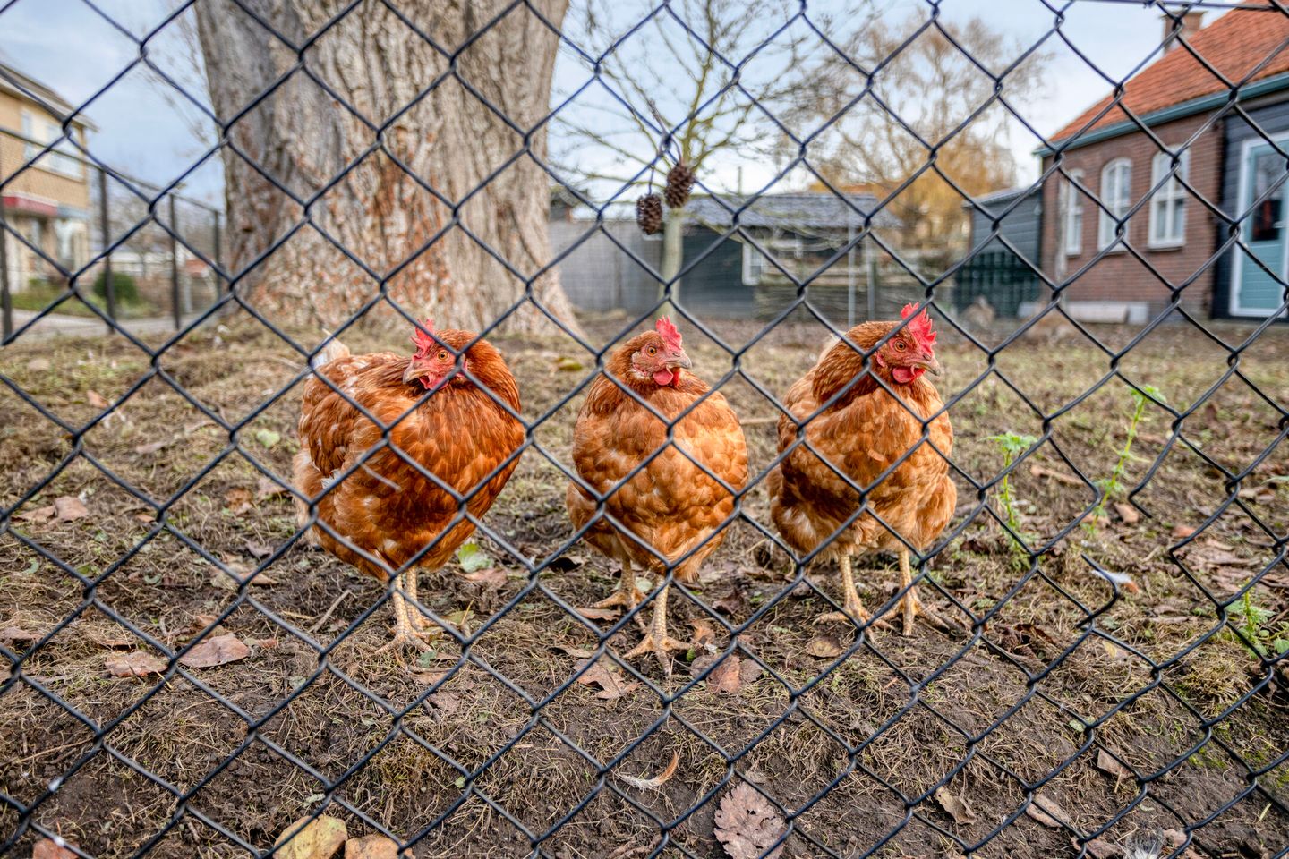 Foto 44 van 't Laantje 1