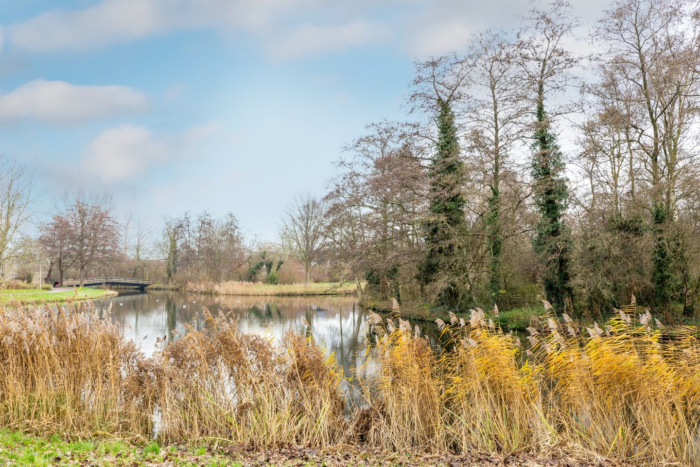 Photo 50 of Speenkruid 50