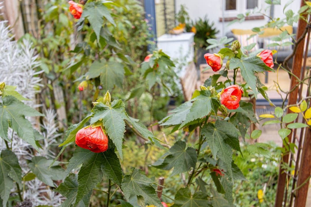 Photo 58 of Karstraat 34