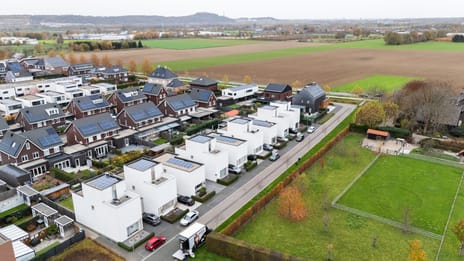 Teunisbloem 10 tertiary image