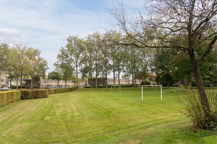 Foto 50 van Atlasvlinder 20