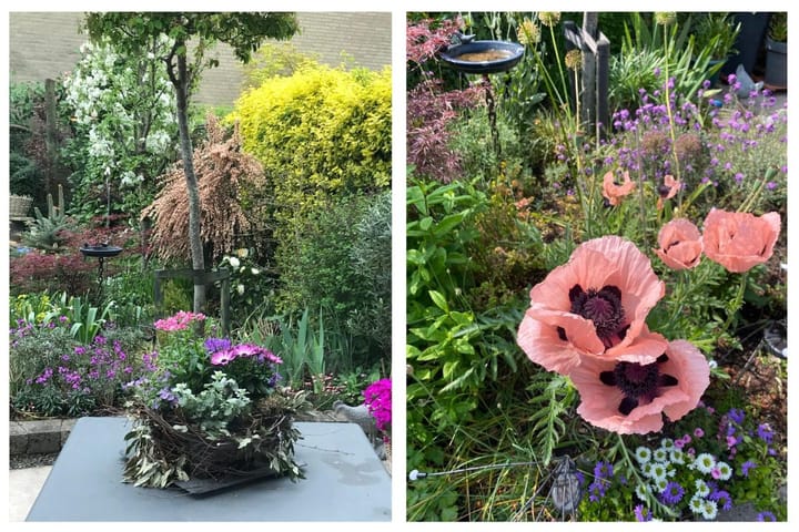 Foto 14 van Kruiskruid 24