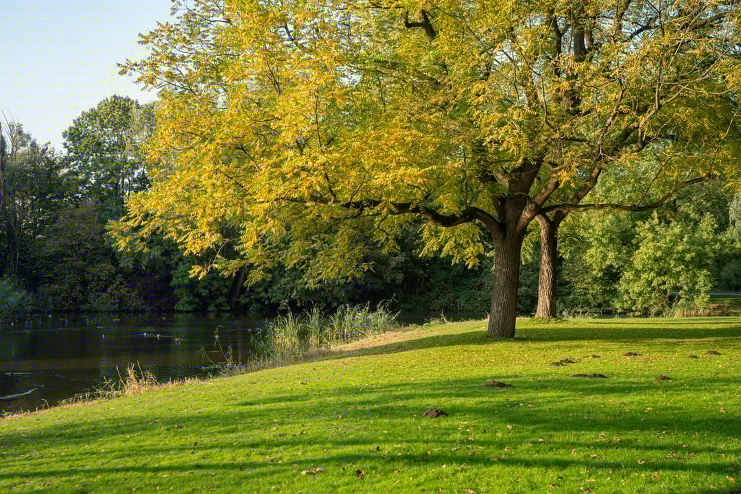 Foto 41 van Azaleastraat 6