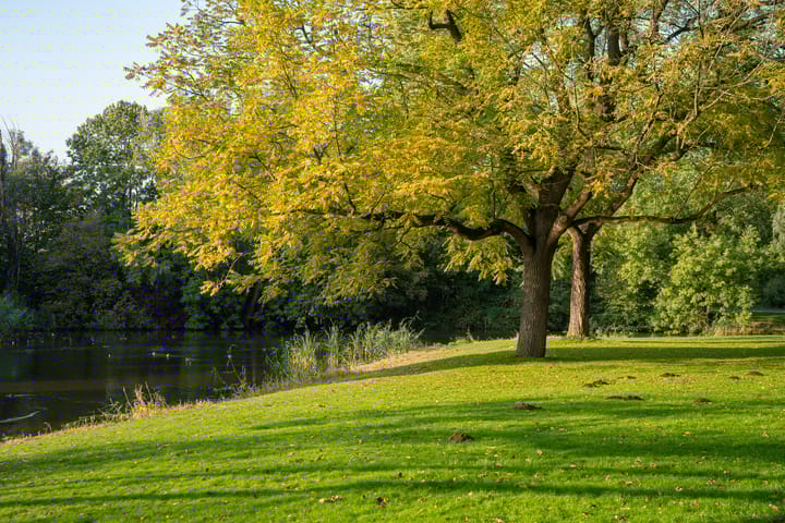 Foto 41 van Azaleastraat 6