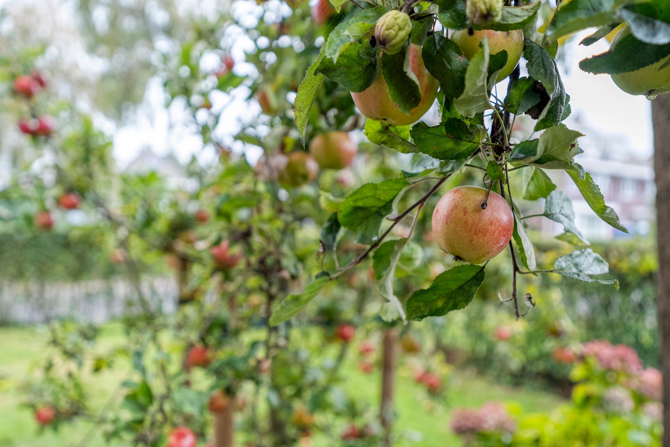 Foto 36 van Weegbree 17