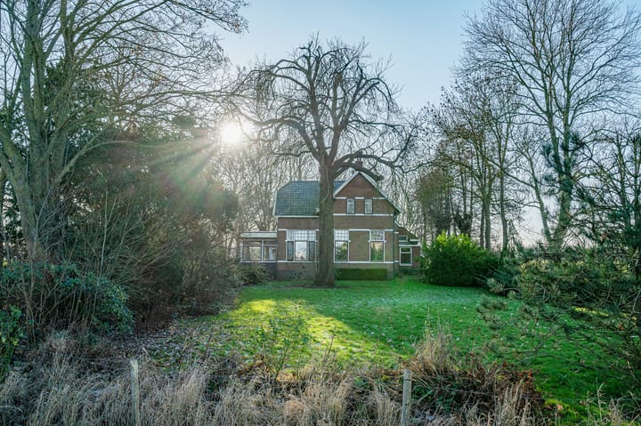 Goldhoorn 25