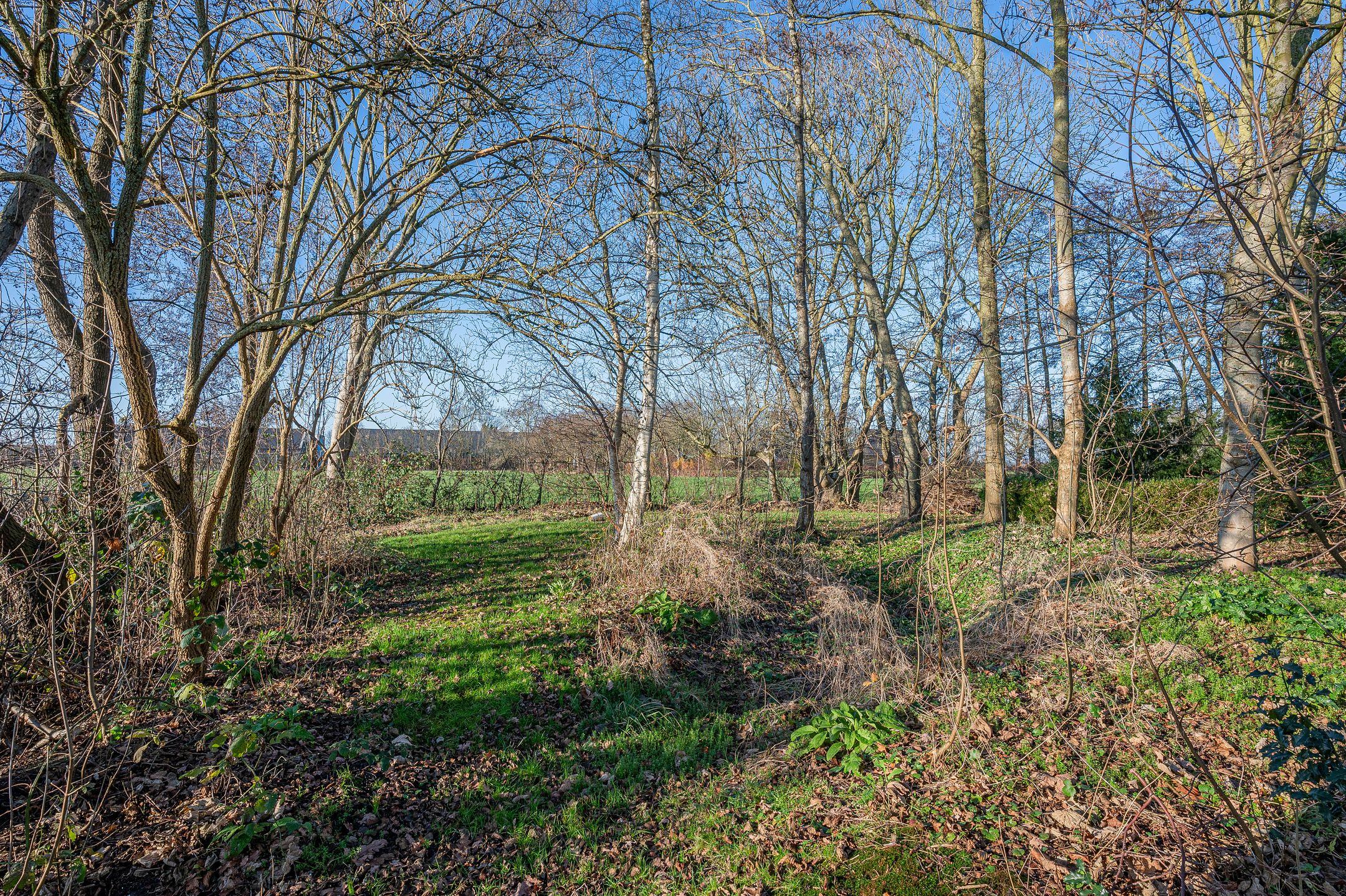 Foto 63 van Goldhoorn 25