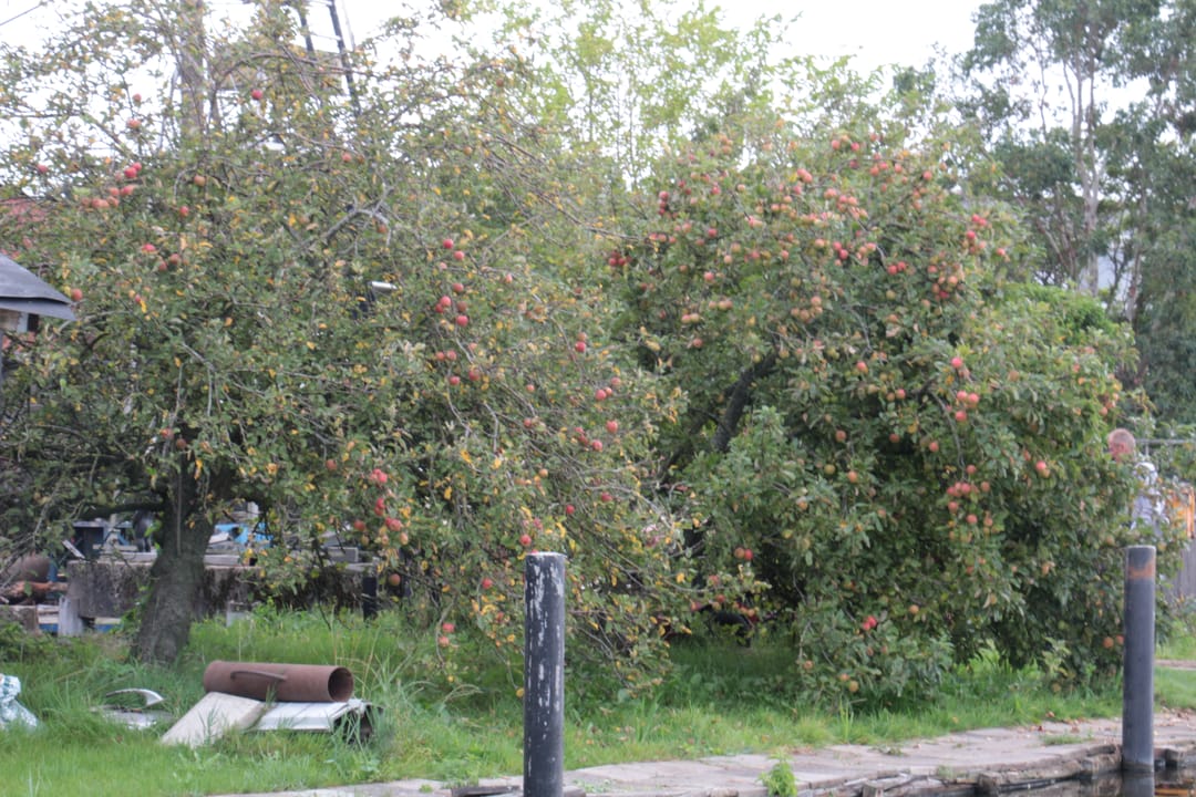 Foto 16 van Monnickendammerrijweg 51